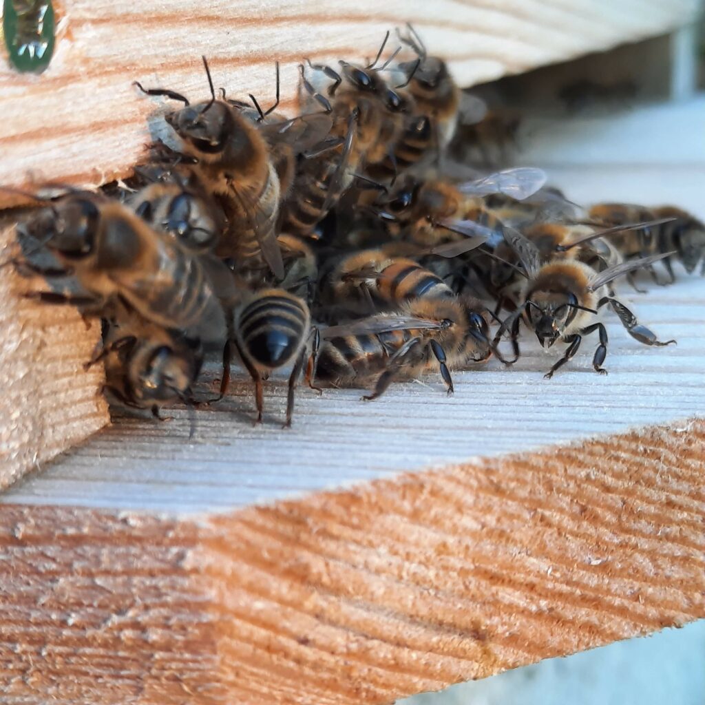 abeilles à l'entrée de la ruche